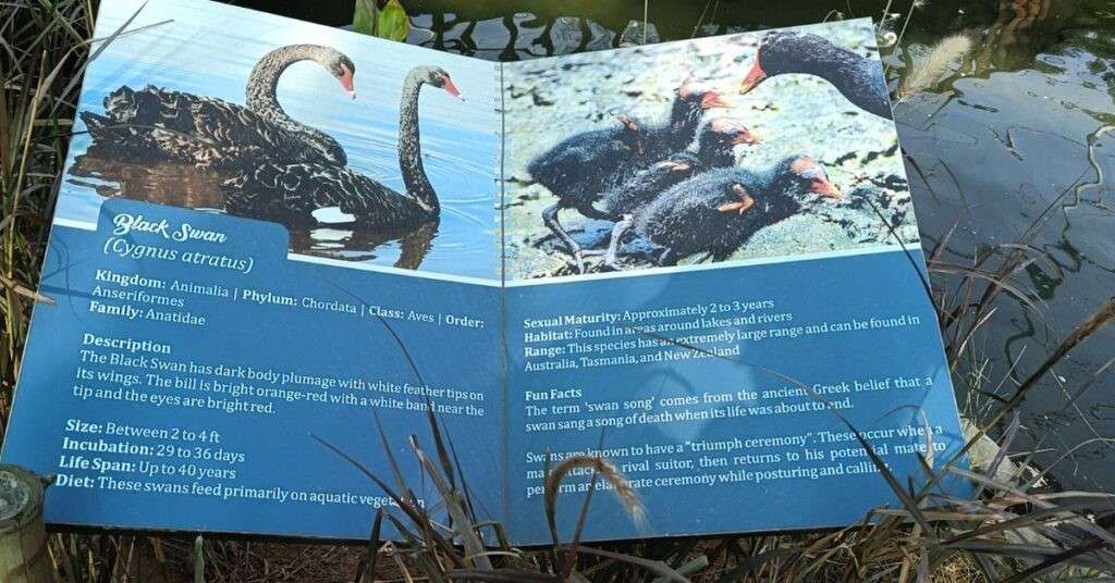 Black swan information at chandigarh bird park