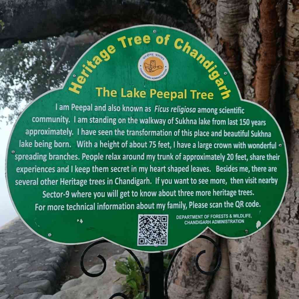 Peepal tree at Sukhna Lake