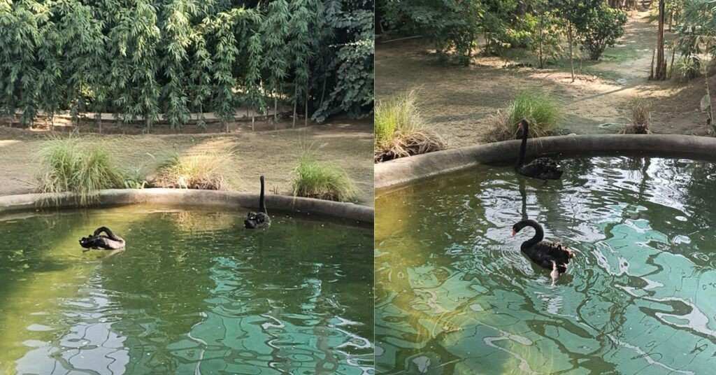 black swans in aquatic aviary bird park chandigarh