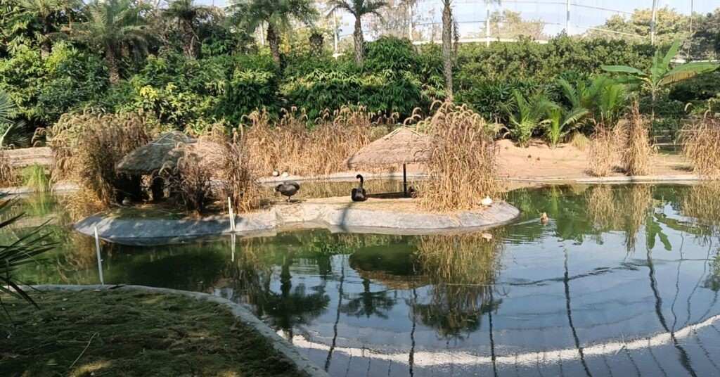 black swans resting in aquatic aviary bird park chandigarh