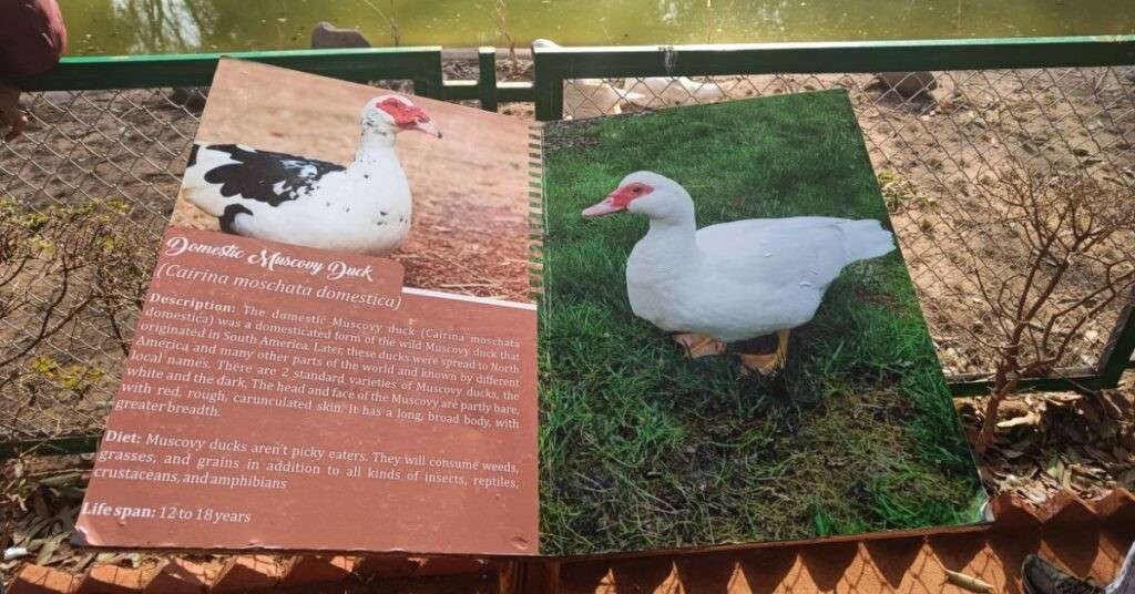 domistic muscovy duck information at chandigarh bird park